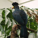 Image of Great Blue Turaco