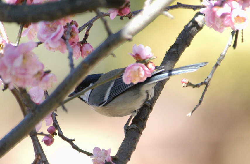 Image of Great Tit