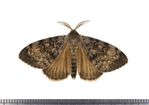 Image of gypsy moth