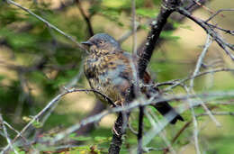 Image of Maroon-backed Accentor