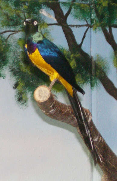 Image of Golden-breasted Starling