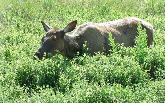 Image of Red Deer