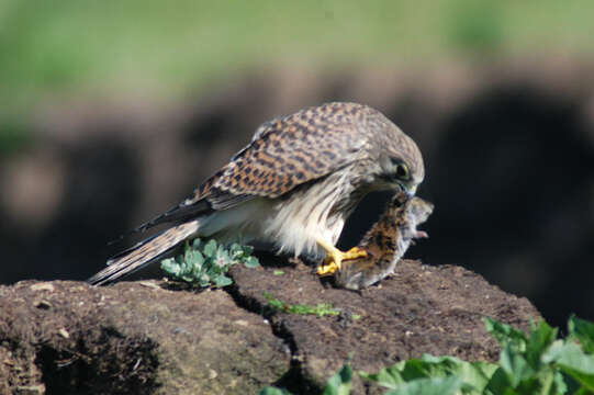 Image of kestrel, common kestrel