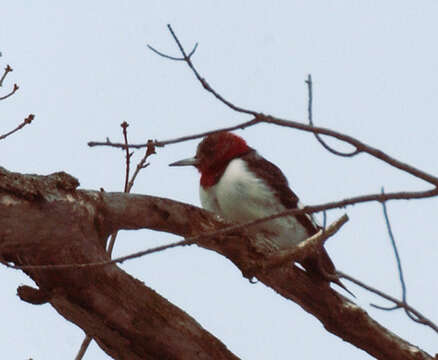 Image of Red-headed Woodpecker