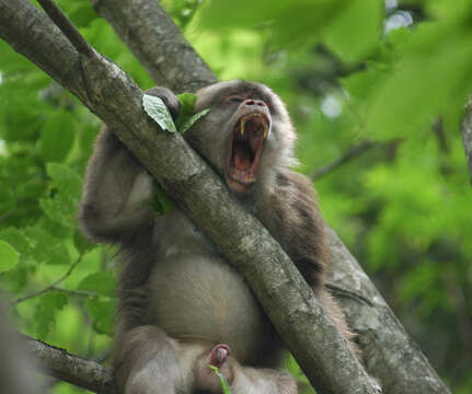 Image of macaques