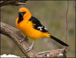 Image of Altamira Oriole