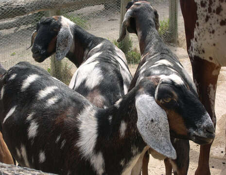 Image of goats