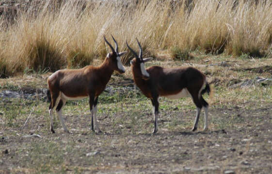 Image of Blesbok