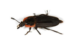 Image of Silphidae