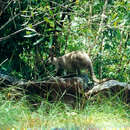 Plancia ëd Macropus bernardus W. Rothschild 1904