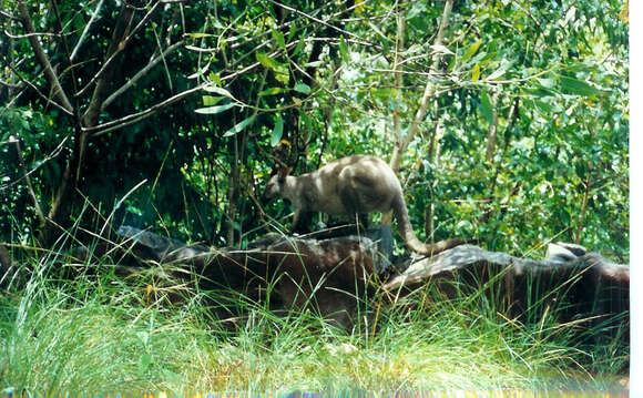 Image of black wallaroo