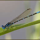 Image of Blue-ringed Dancer