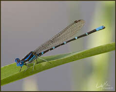 Image of Blue-ringed Dancer