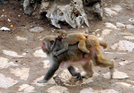 Image of Rhesus Monkey