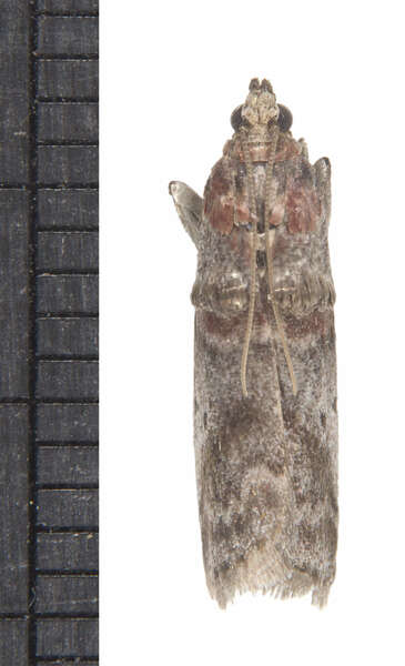 Image of Acrobasis rubrifasciella Packard 1874