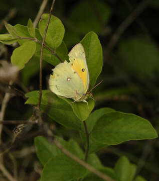 Image of Orange Sulphur