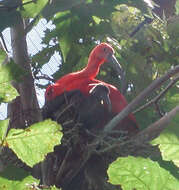 Image of Scarlet Ibis