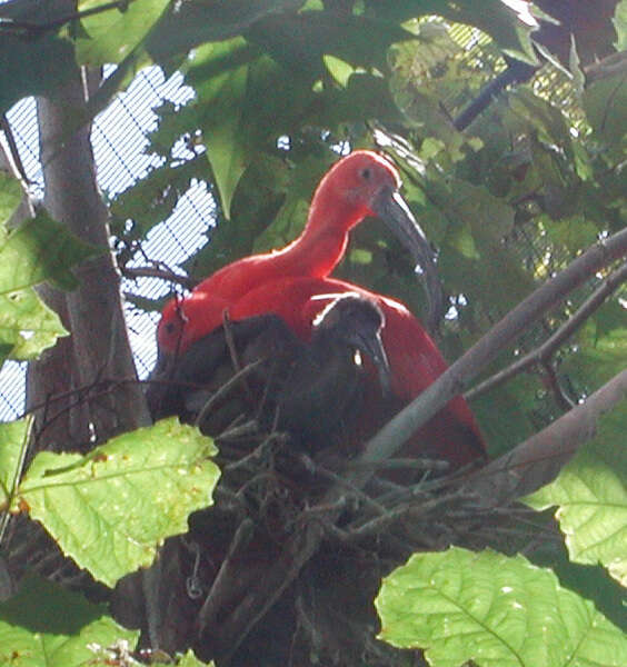 Image of Scarlet Ibis