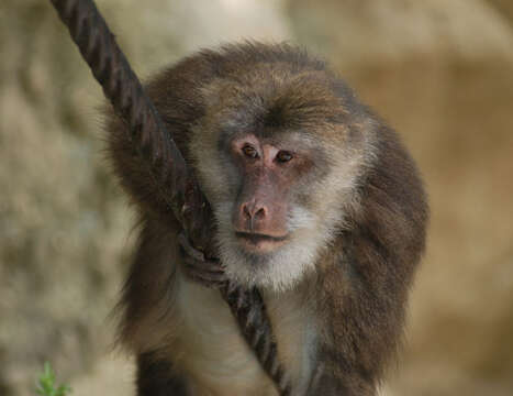 Image of macaques