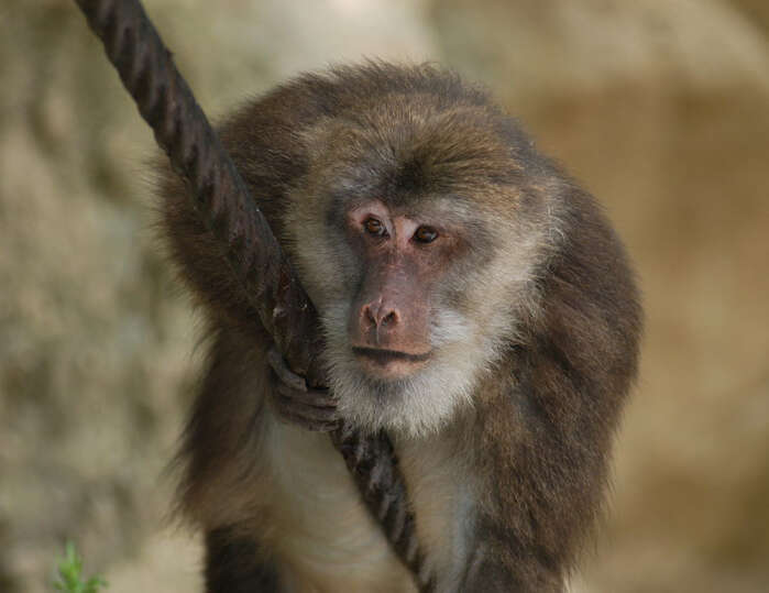 Image de Macaque Du Thibet