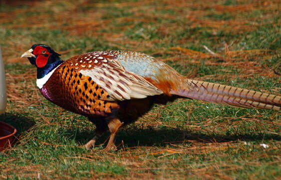 Image of pheasant, common pheasant