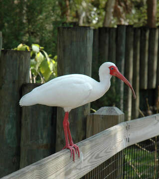 Image of American White Ibis