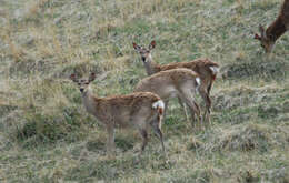 Image of sika deer