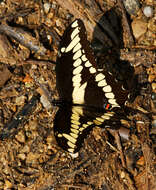 Sivun Papilio cresphontes Cramer (1777) kuva