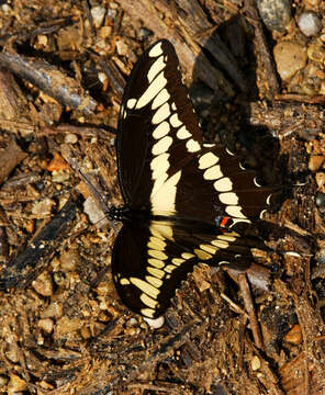 Sivun Papilio cresphontes Cramer (1777) kuva