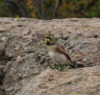 Image of Horned Lark