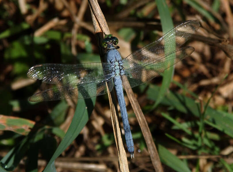 Image of Pondhawks