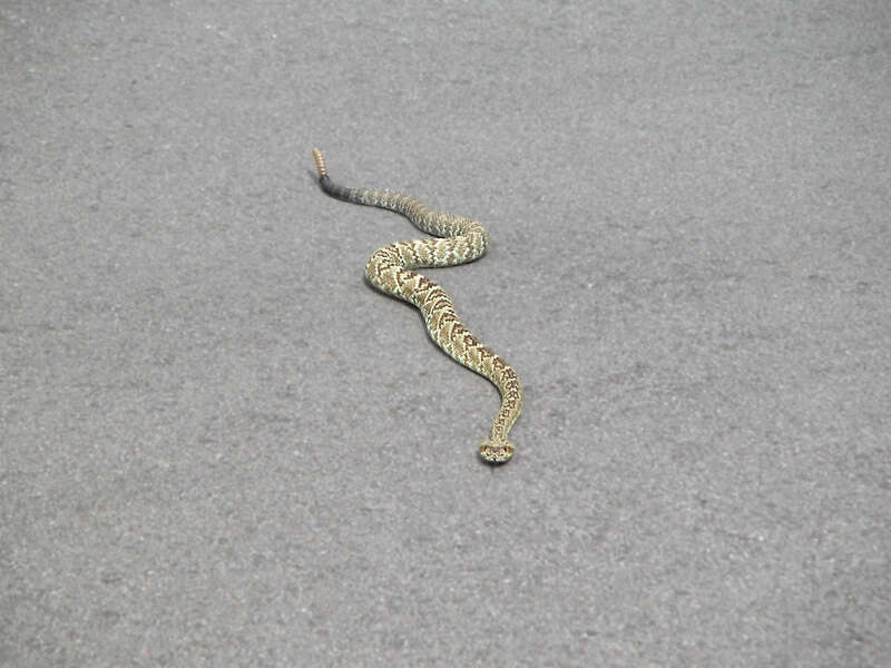 Image of Blacktail Rattlesnake