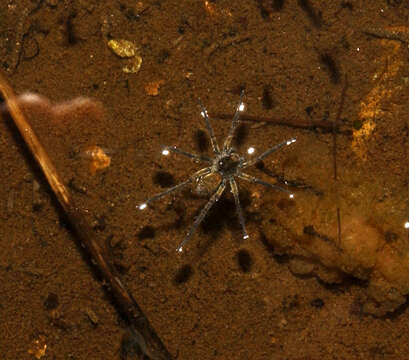 Image of Fishing Spiders