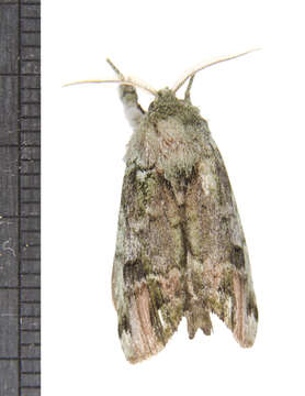 Image of Variegated Prominent, Unicorn Caterpillar Moth