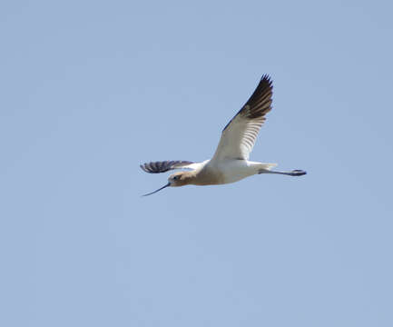 Image of American Avocet