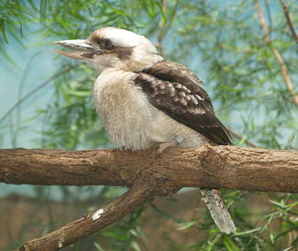 Image of kookaburra