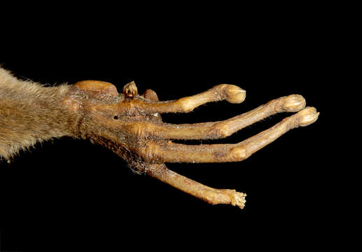 Image of Philippine tarsier