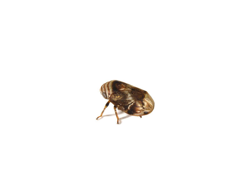 Clastoptera obtusa (Say 1825)的圖片
