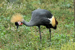 Image of Grey Crowned Crane