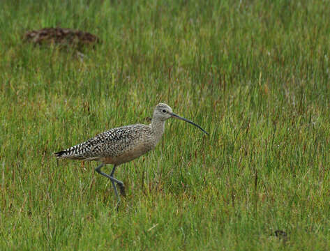 Image of Long-billed Curlew