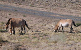 Sivun Equus subgen. Equus Linnaeus 1758 kuva