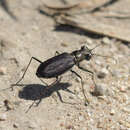 Image de Cicindela (Cicindelidia) nigrocoerulea Le Conte 1846