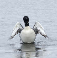 Image of Common Loon