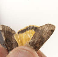 Image of Yellow Underwings