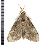 Image of Northern Pine Tussock Moth