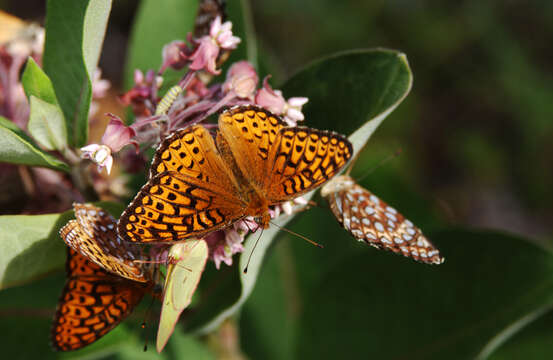 Image of Atlantis Fritillary