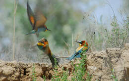 Plancia ëd Merops apiaster Linnaeus 1758