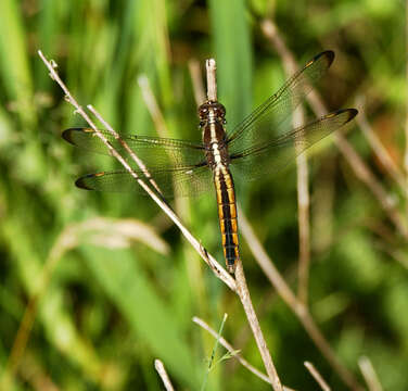 Слика од Libellula cyanea Fabricius 1775