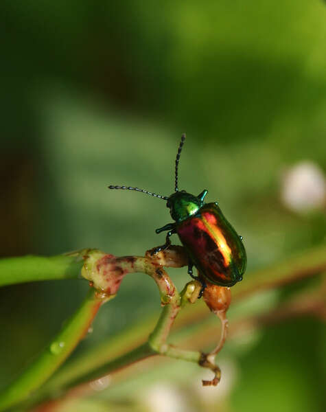 Chrysochus resmi