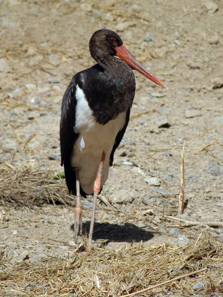 Image of Black Stork